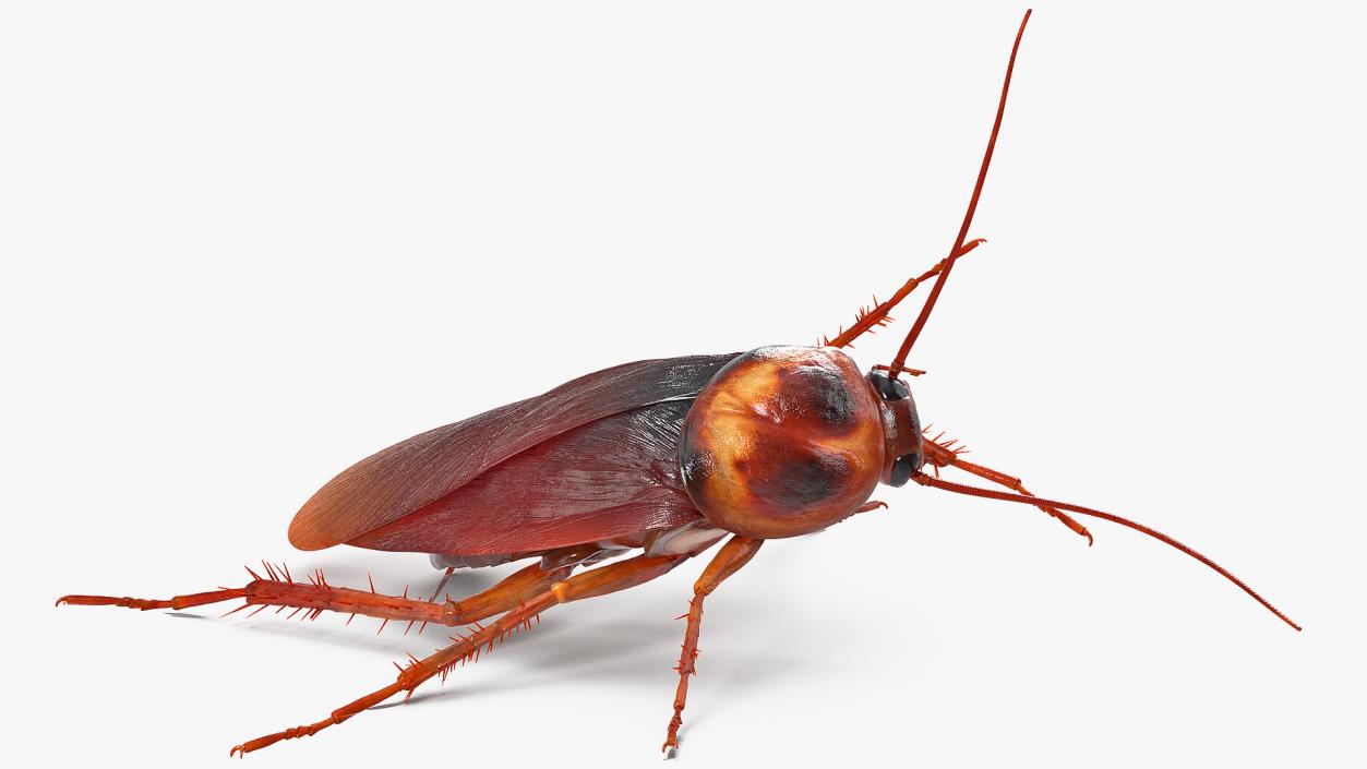 3D Animated Cockroach Cleans Paw Rigged