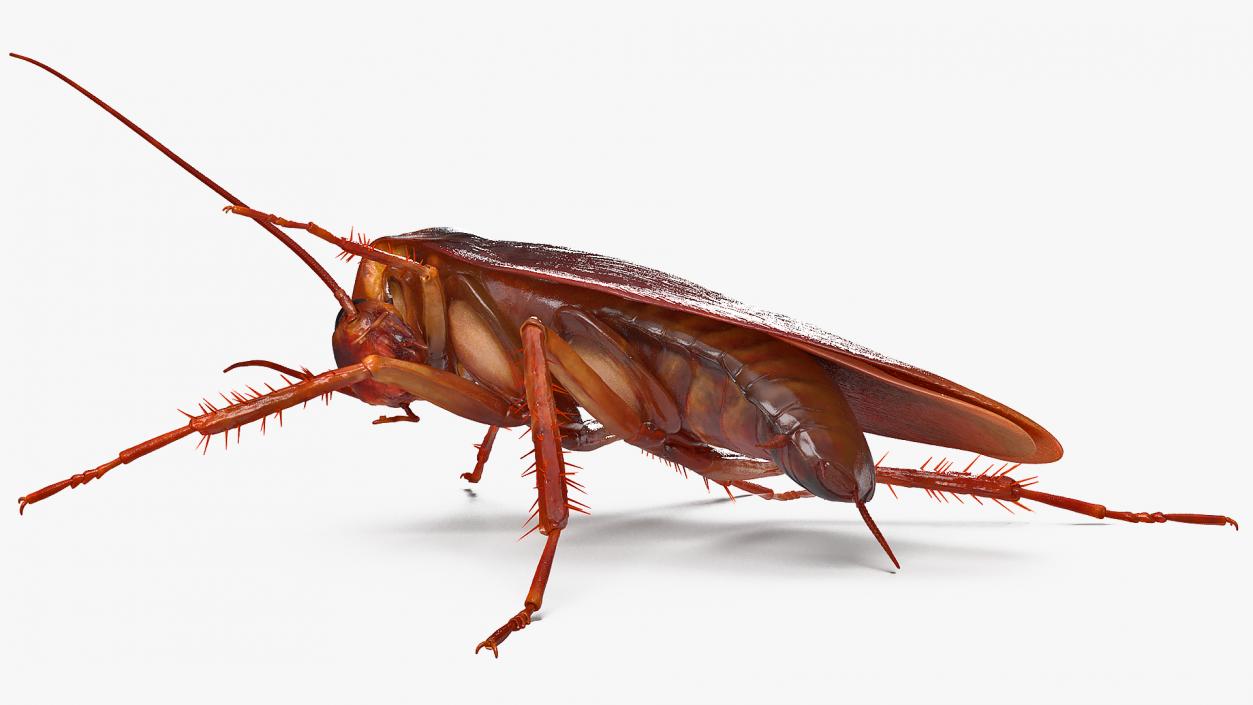 3D Animated Cockroach Cleans Paw Rigged