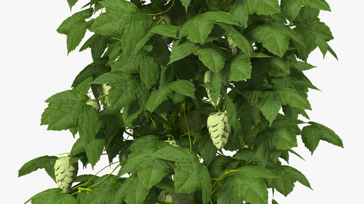 Green Growing Hops Plant 3D model