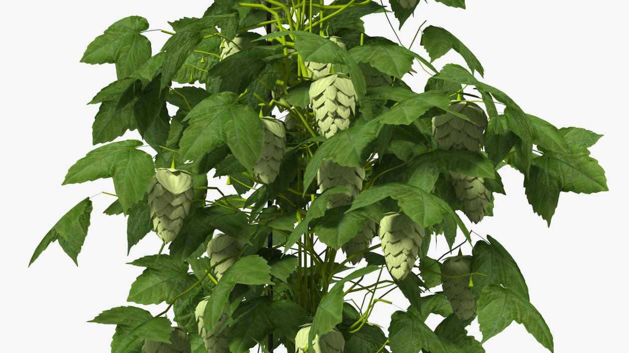 Green Growing Hops Plant 3D model