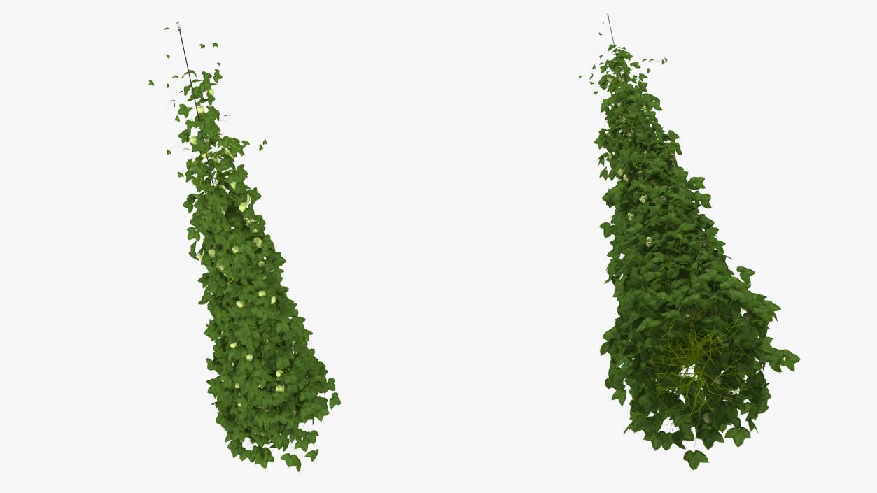 Green Growing Hops Plant 3D model