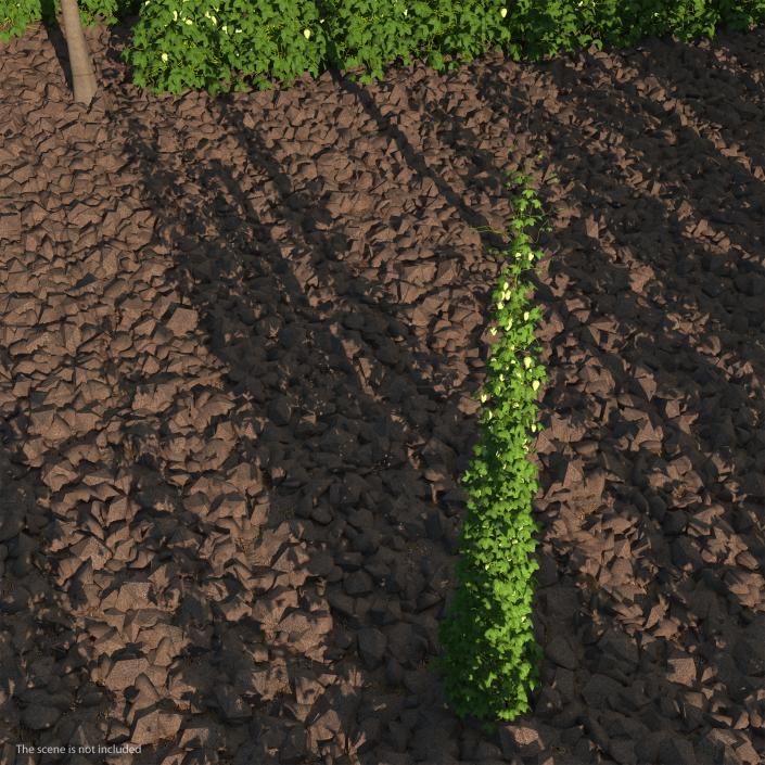 Green Growing Hops Plant 3D model