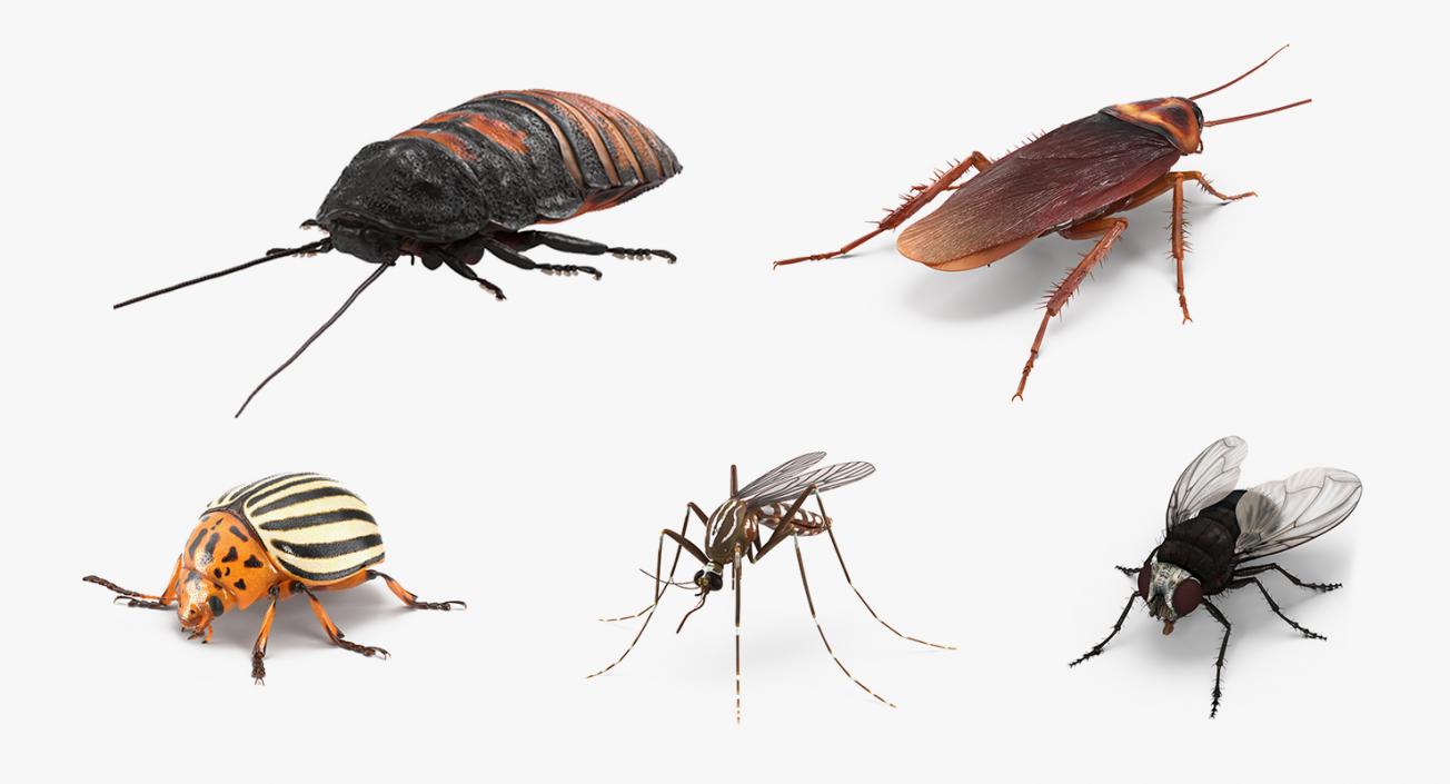 3D Insect Pests Collection model