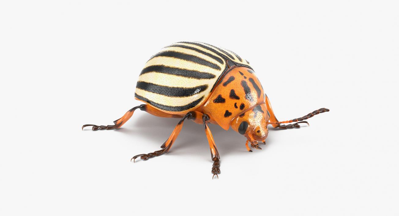 3D Insect Pests Collection model