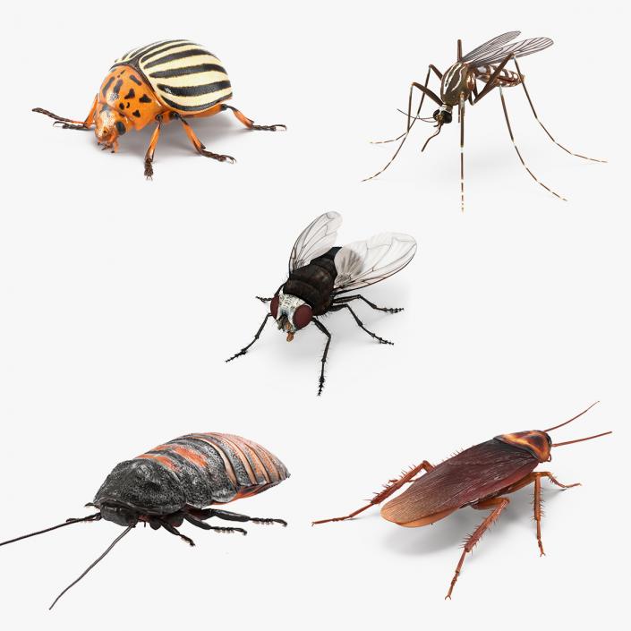 3D Insect Pests Collection model