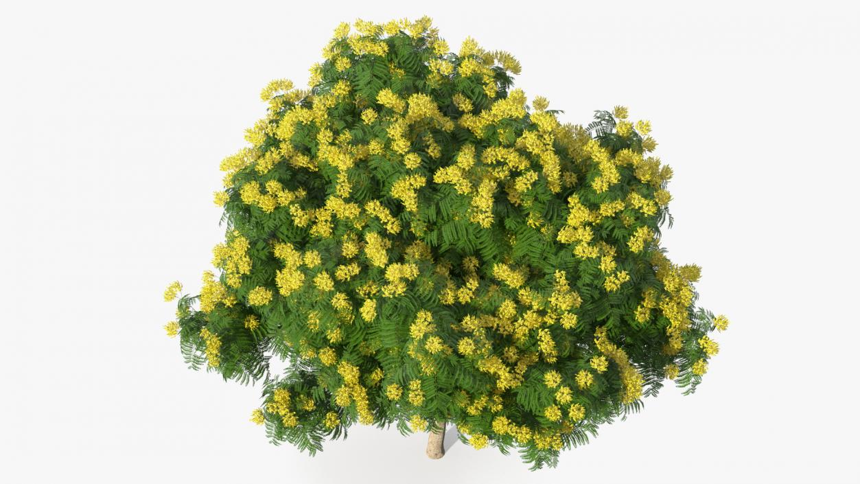 3D model Copperpod Yellow Flame Tree with Flowers