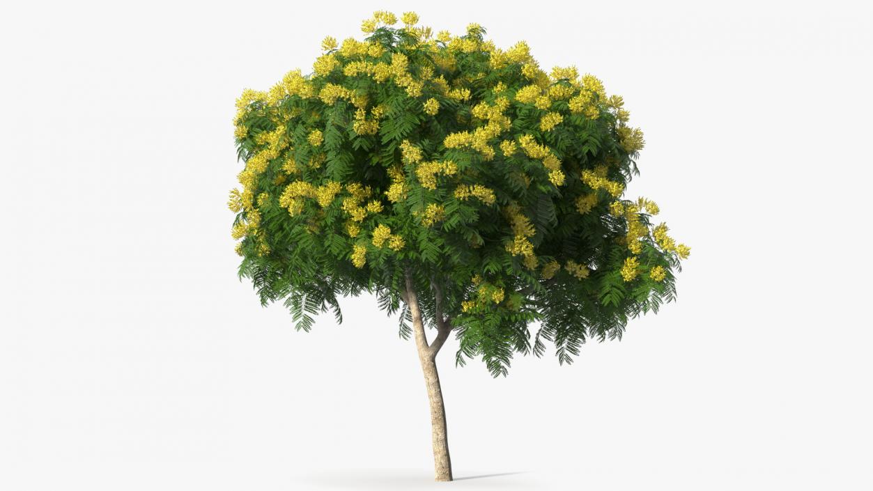 3D model Copperpod Yellow Flame Tree with Flowers