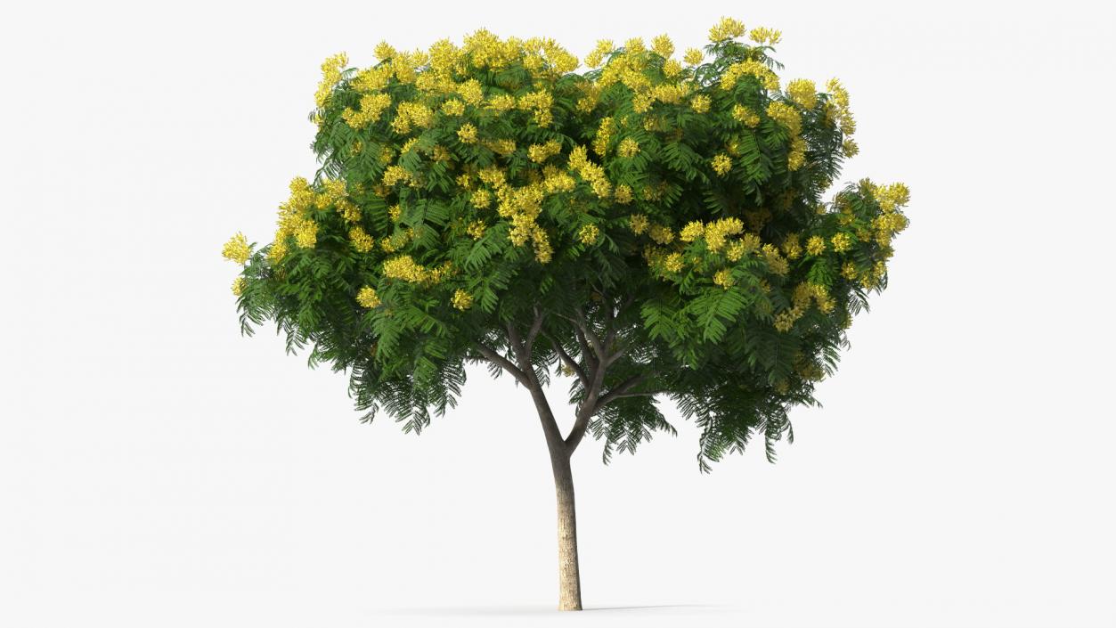 3D model Copperpod Yellow Flame Tree with Flowers