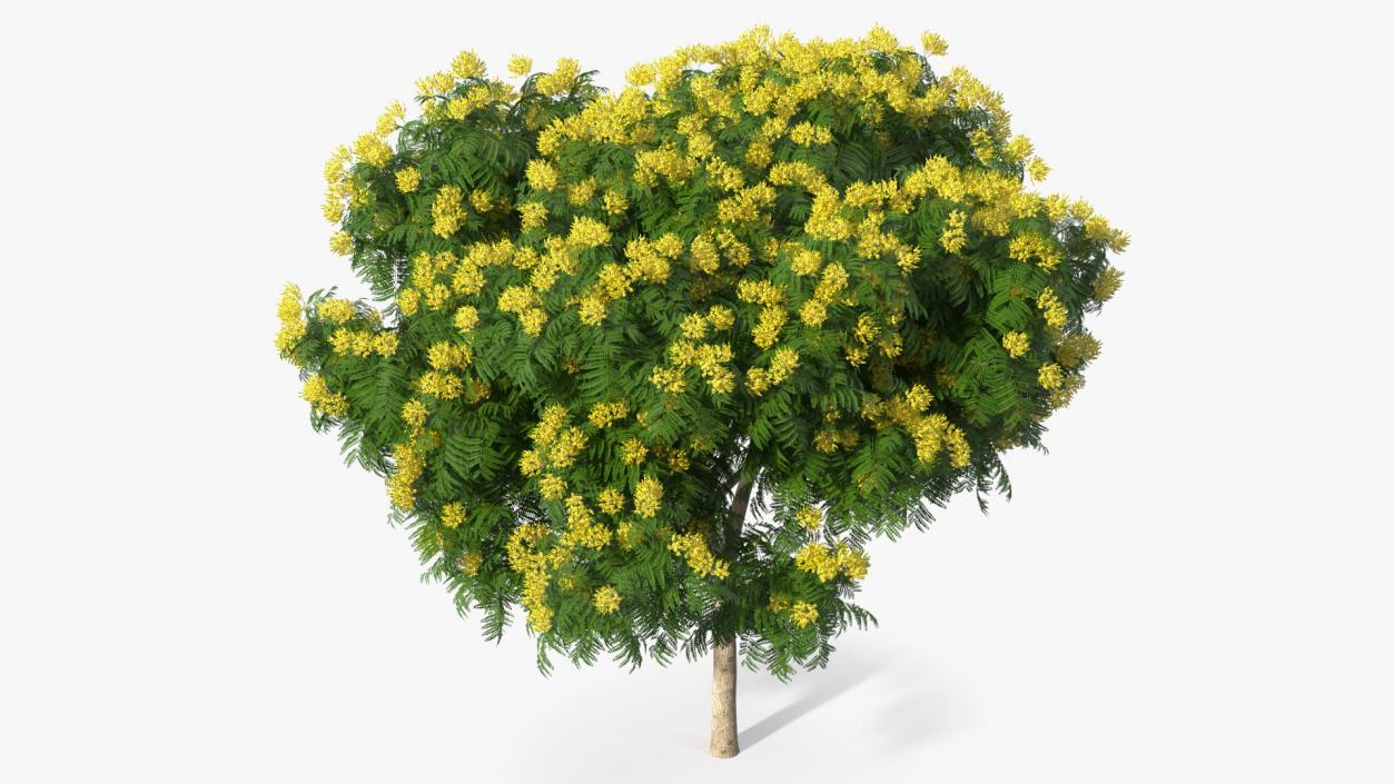 3D model Copperpod Yellow Flame Tree with Flowers