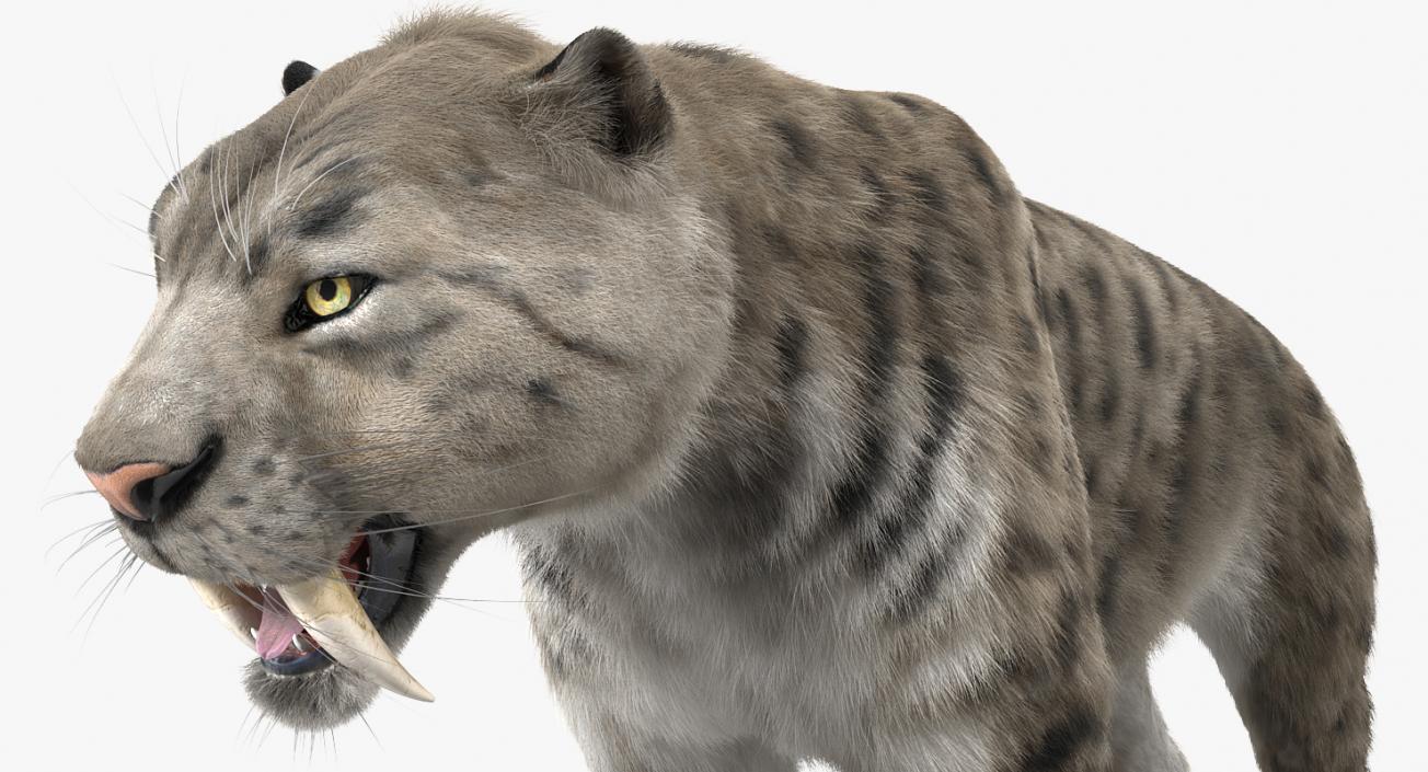 3D Arctic Saber Tooth Cat with Fur