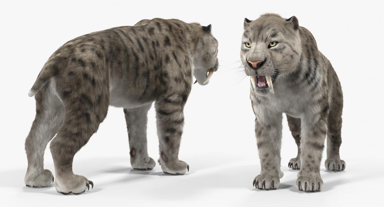 3D Arctic Saber Tooth Cat with Fur