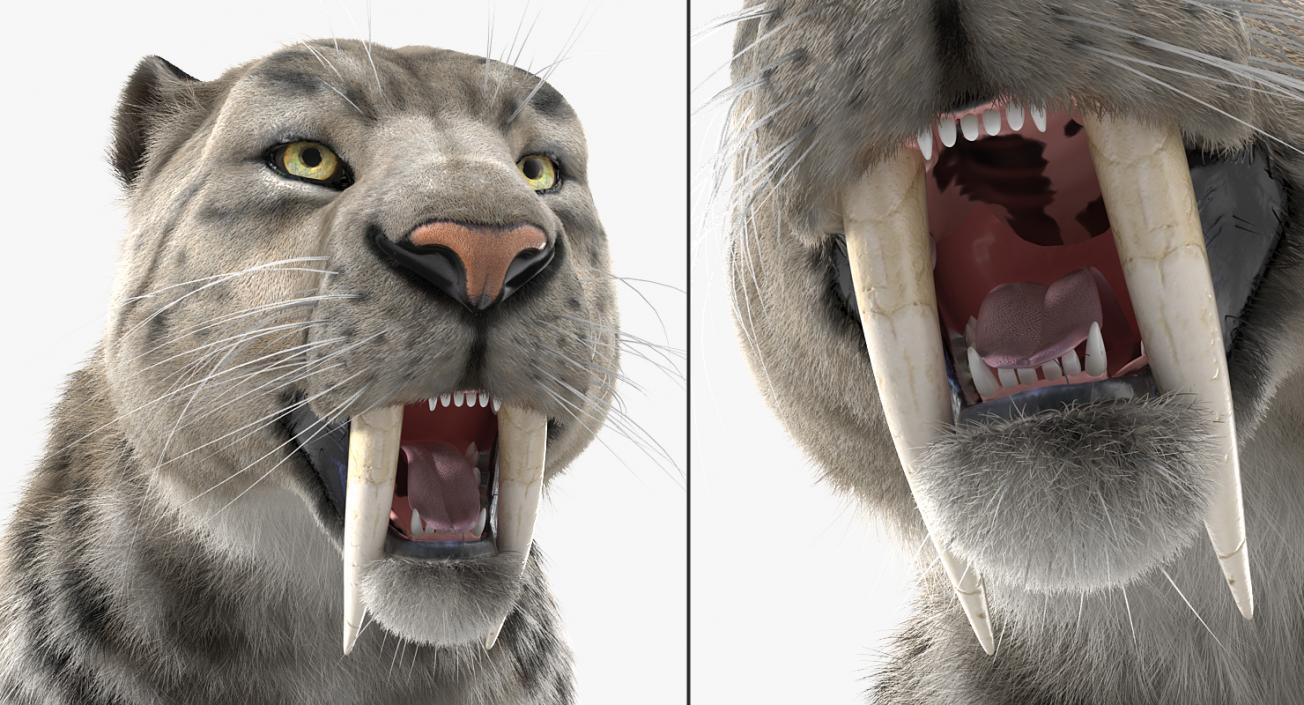 3D Arctic Saber Tooth Cat with Fur