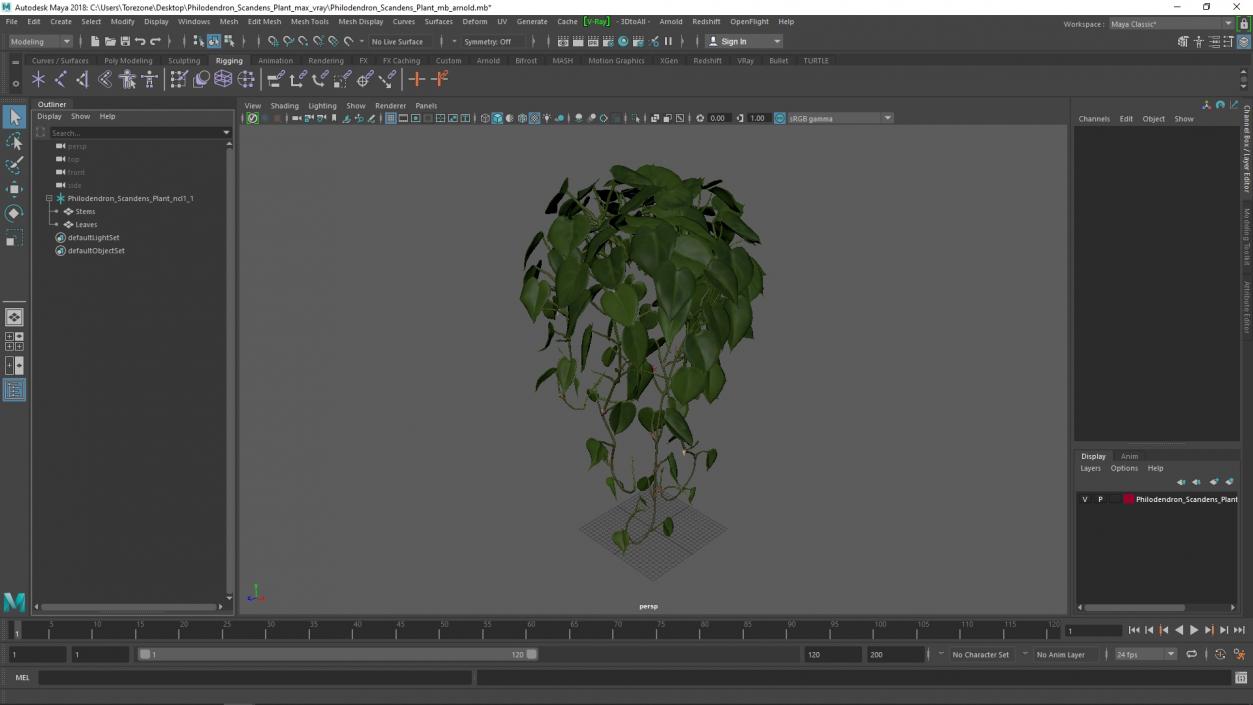 Philodendron Scandens Plant 3D