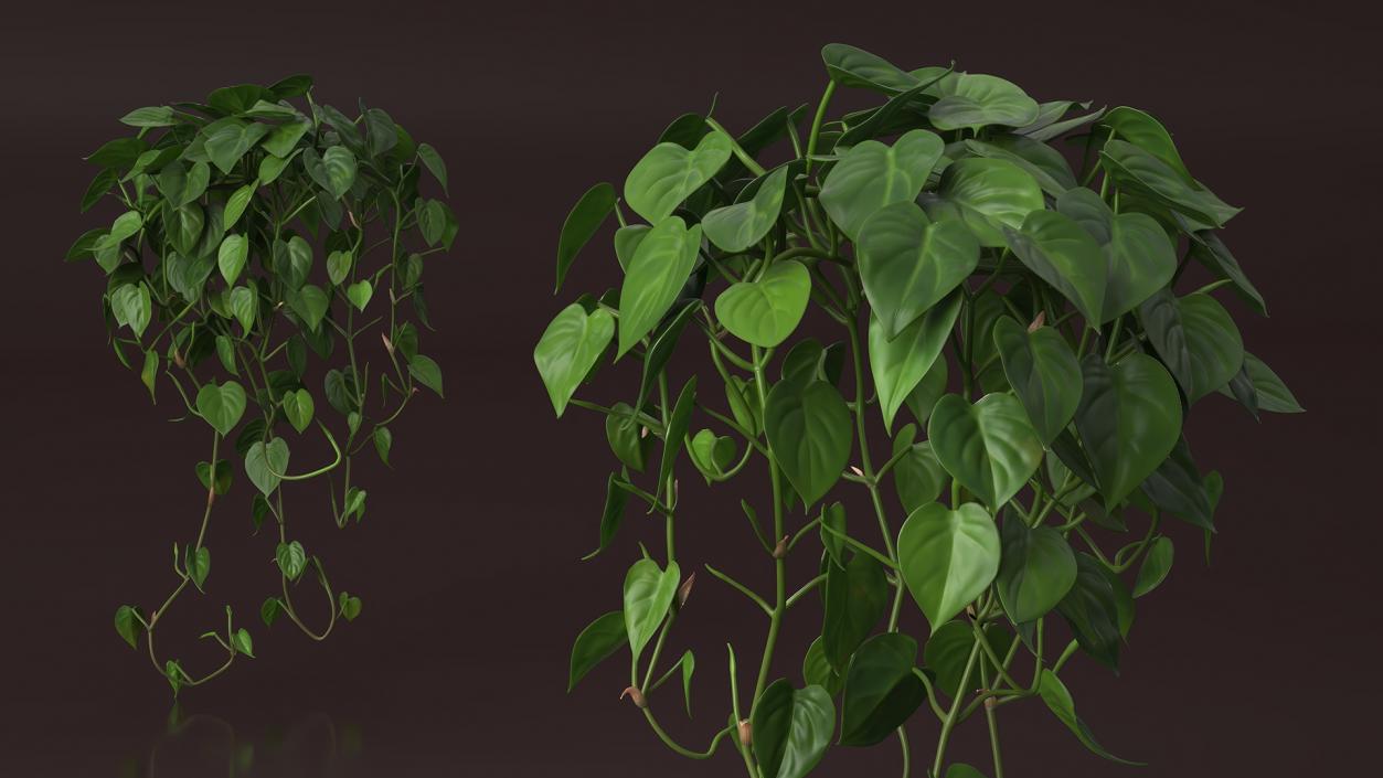 Philodendron Scandens Plant 3D