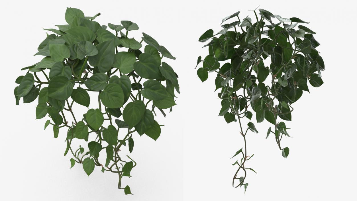 Philodendron Scandens Plant 3D