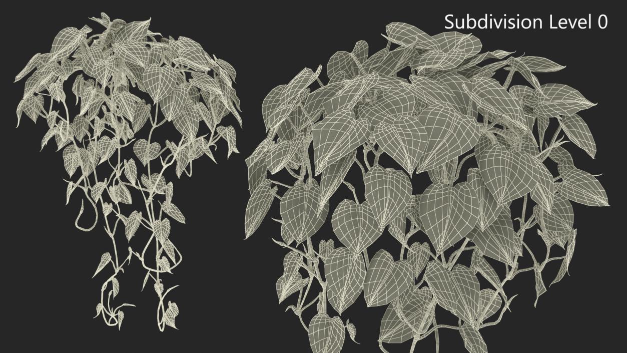 Philodendron Scandens Plant 3D