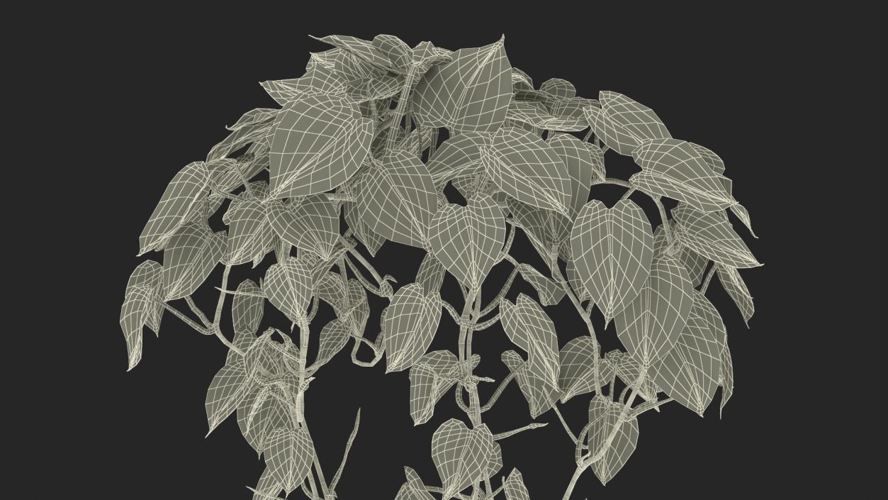 Philodendron Scandens Plant 3D