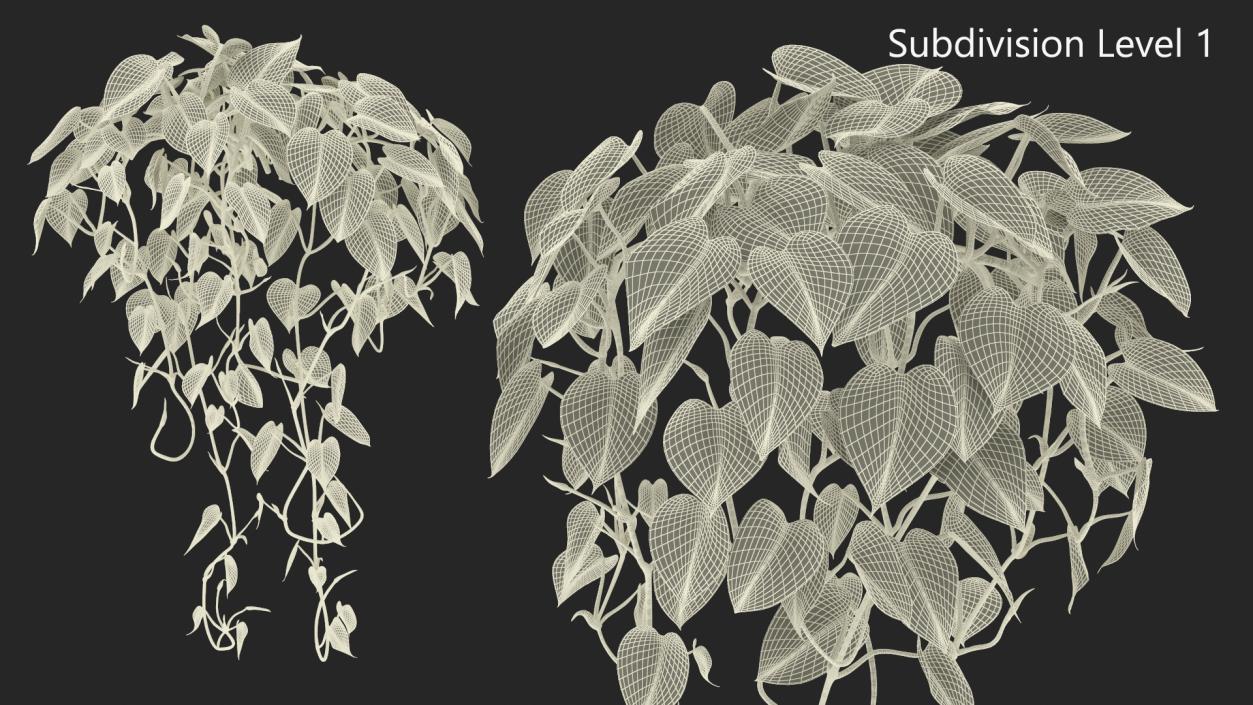 Philodendron Scandens Plant 3D