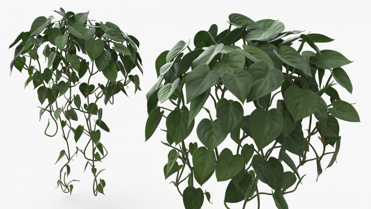 Philodendron Scandens Plant 3D