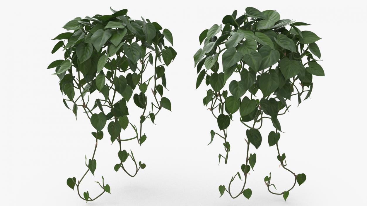 Philodendron Scandens Plant 3D