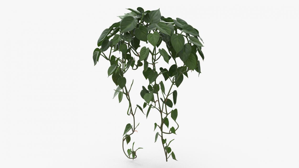 Philodendron Scandens Plant 3D