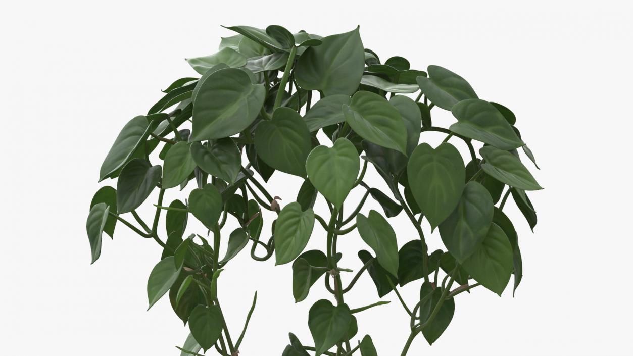 Philodendron Scandens Plant 3D