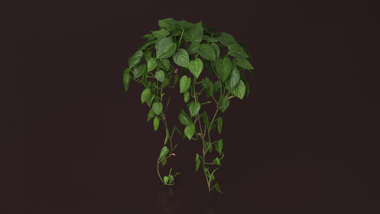 Philodendron Scandens Plant 3D