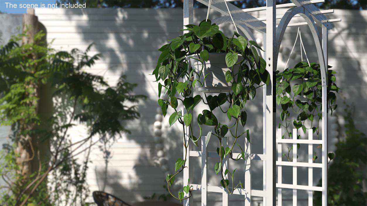 Philodendron Scandens Plant 3D