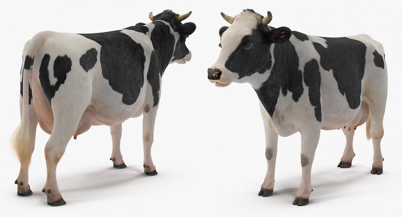 3D Dairy Cow with Fur model