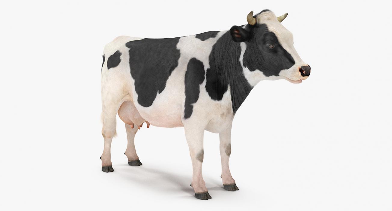 3D Dairy Cow with Fur model