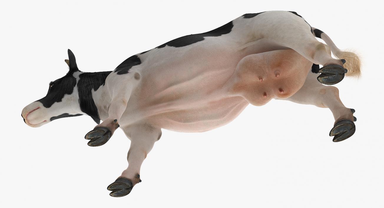 3D Dairy Cow with Fur model