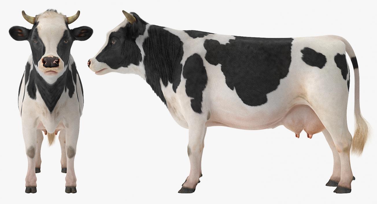 3D Dairy Cow with Fur model