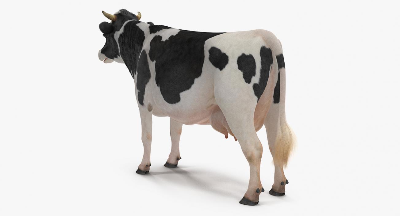 3D Dairy Cow with Fur model