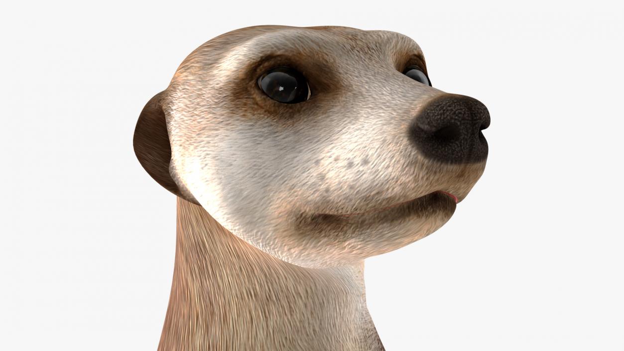 3D Meerkat Standing Pose