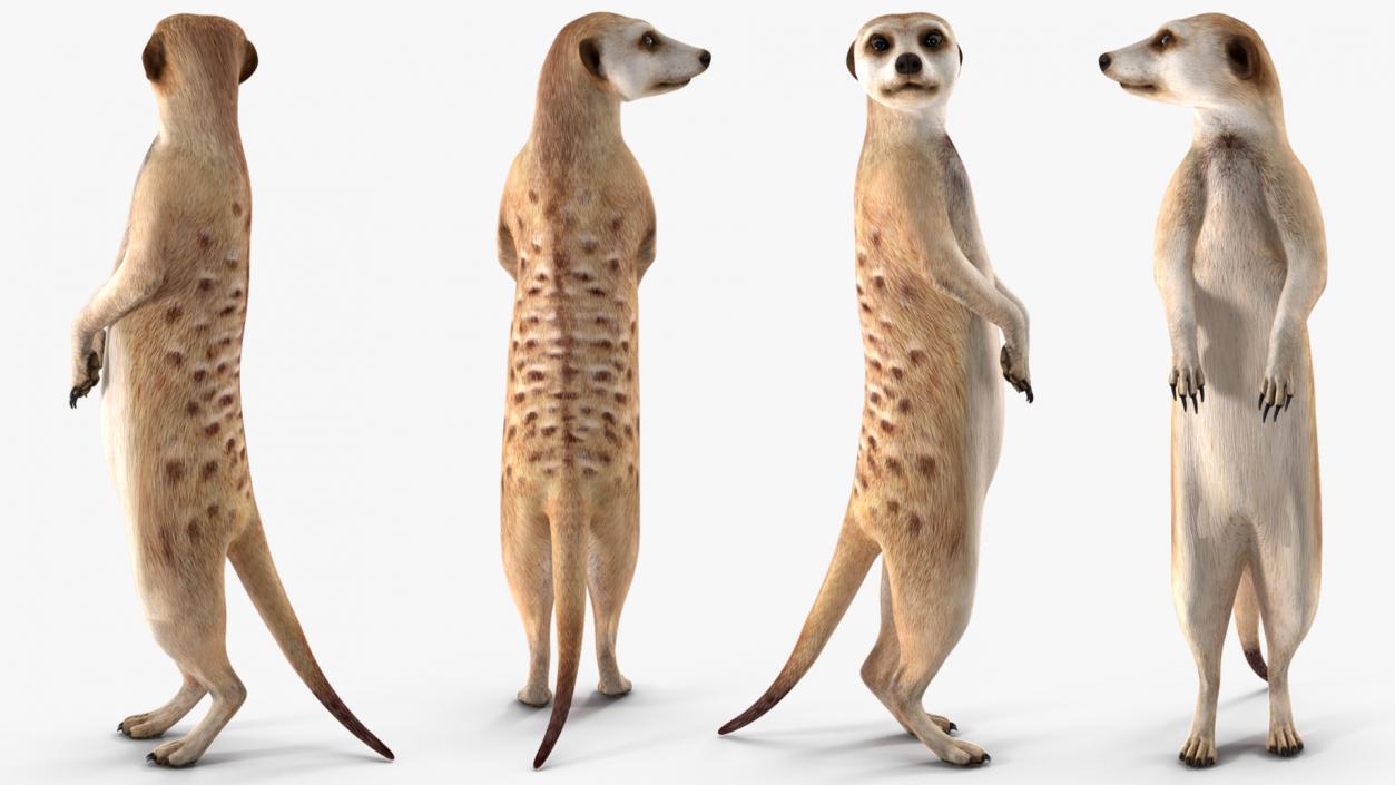 3D Meerkat Standing Pose