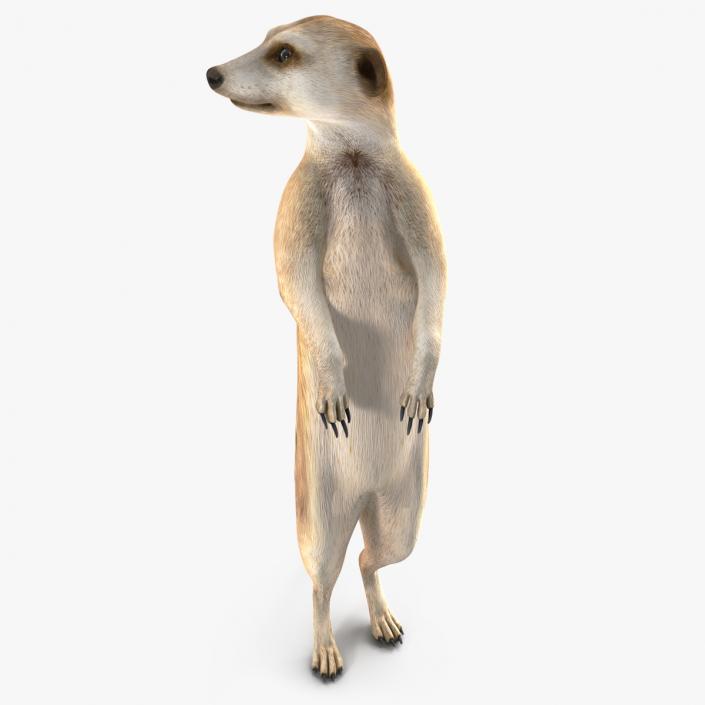 3D Meerkat Standing Pose