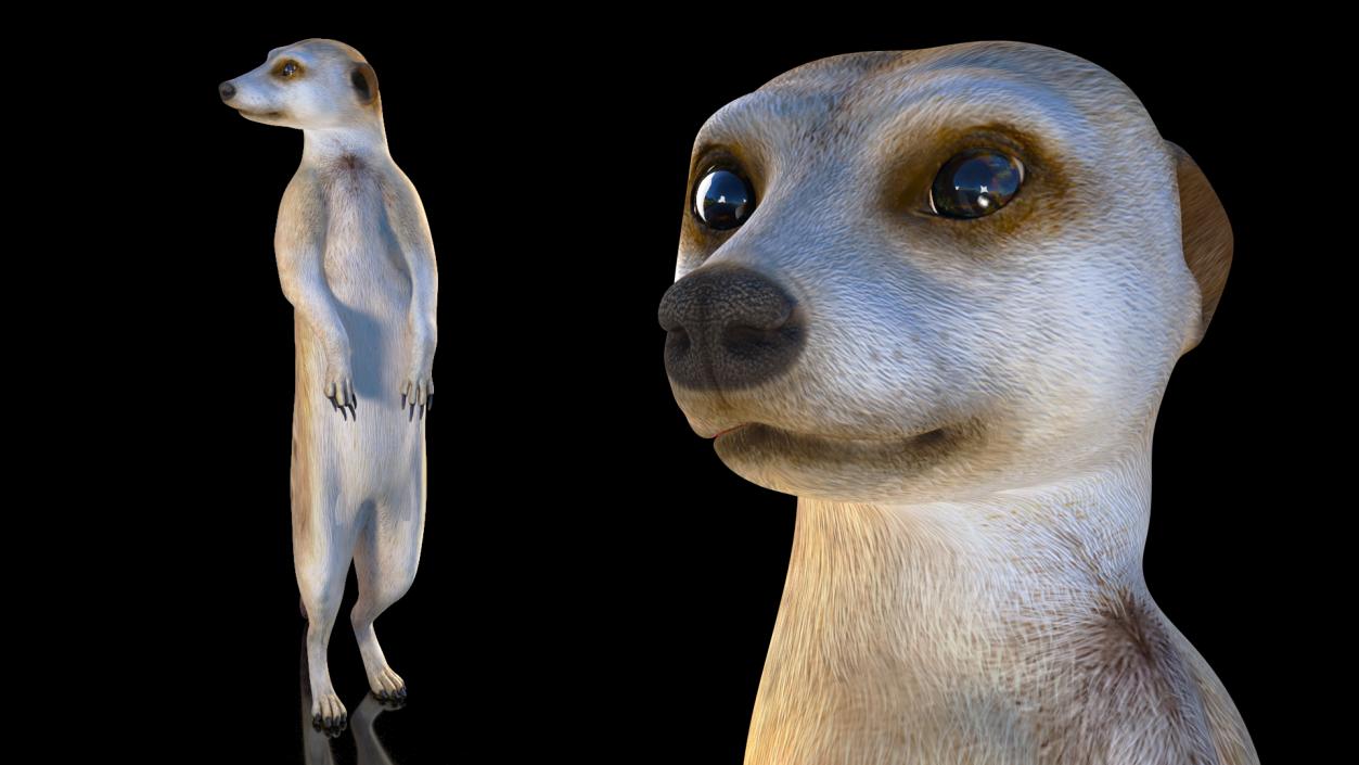 3D Meerkat Standing Pose