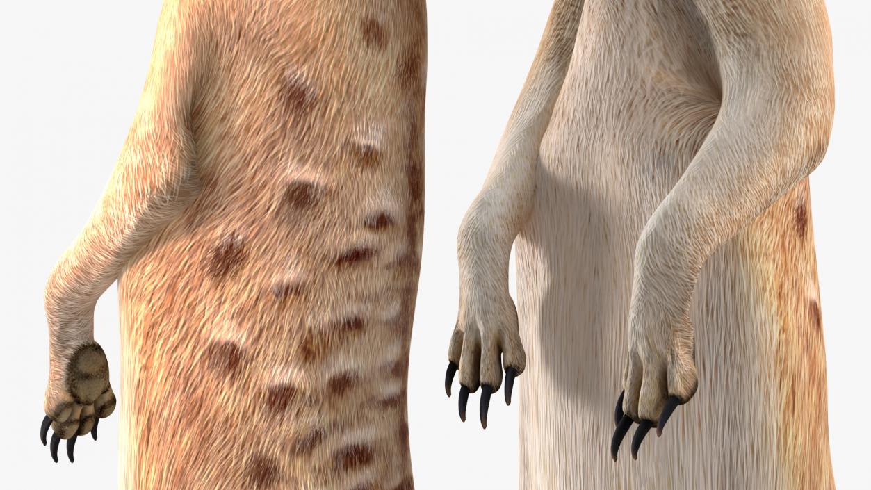 3D Meerkat Standing Pose