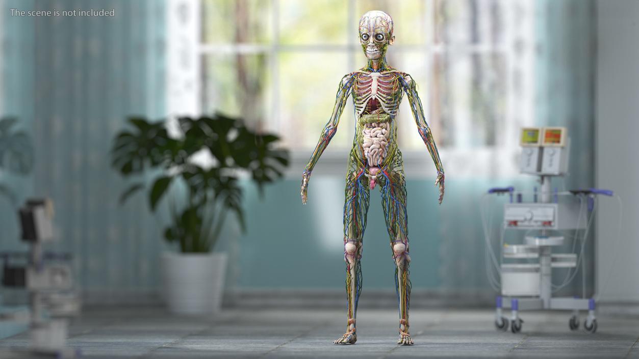 3D Young Man Full Body Anatomy Fur