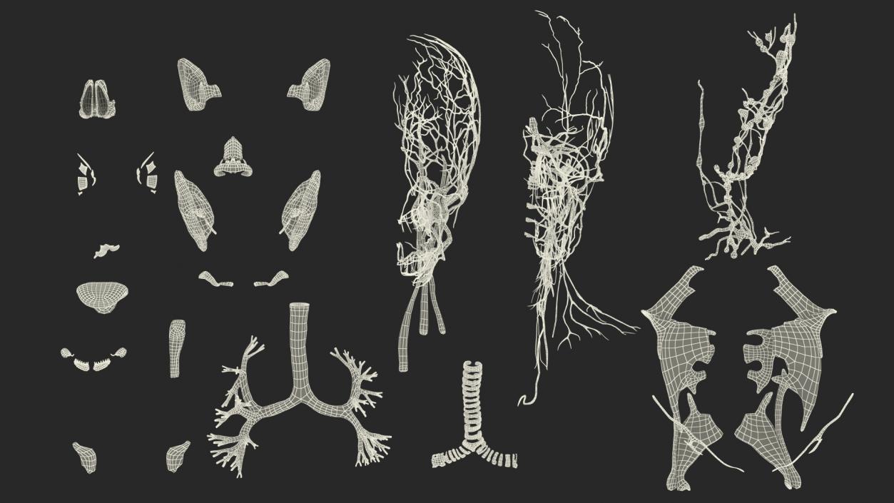 3D Young Man Full Body Anatomy Fur