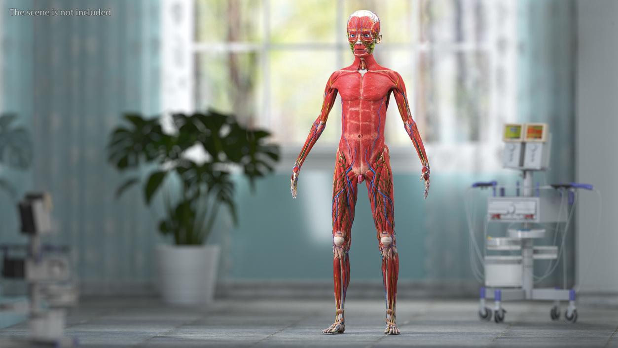 3D Young Man Full Body Anatomy Fur