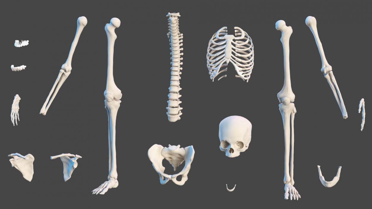 3D Young Man Full Body Anatomy Fur