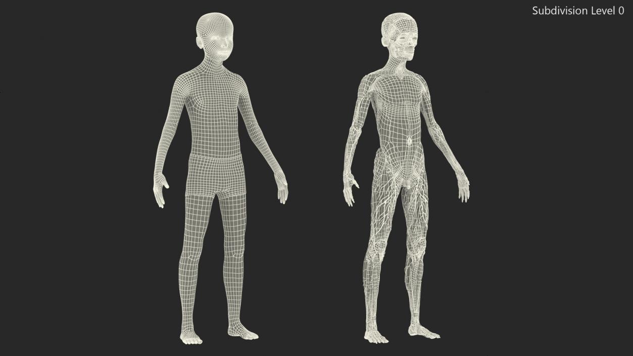 3D Young Man Full Body Anatomy Fur