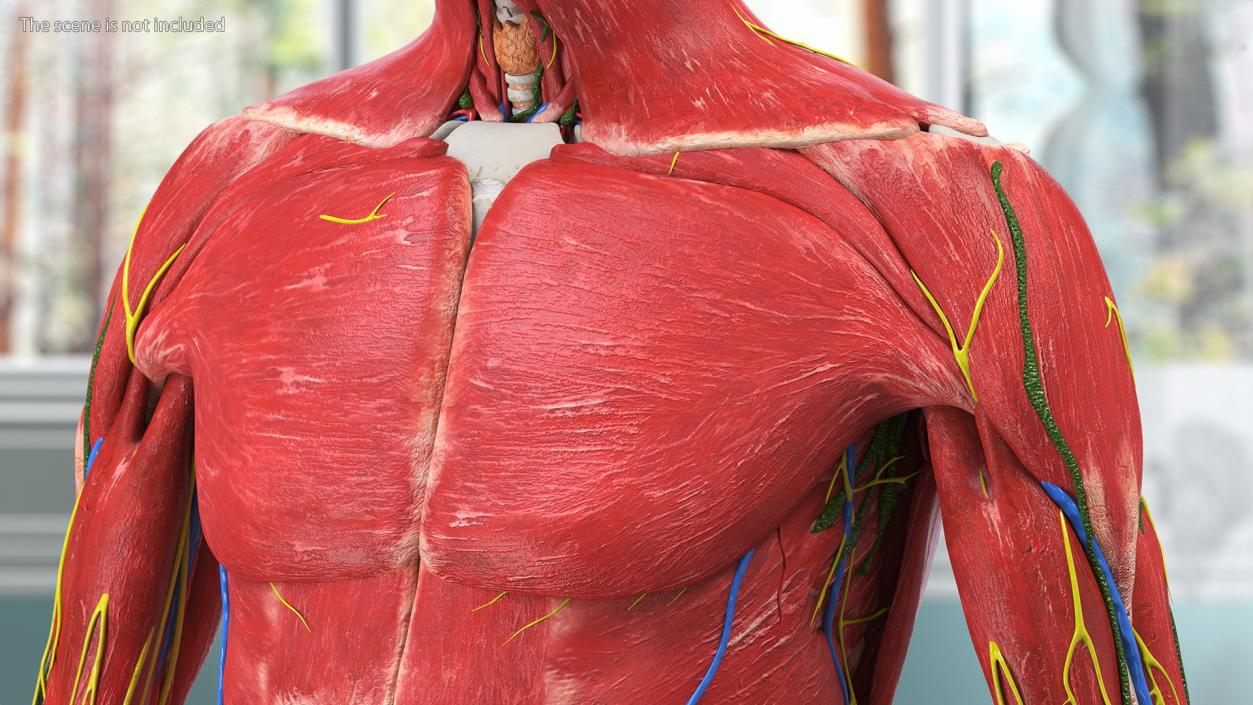 3D Young Man Full Body Anatomy Fur