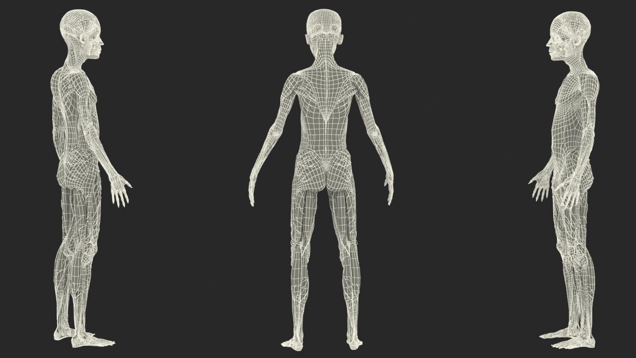 3D Young Man Full Body Anatomy Fur