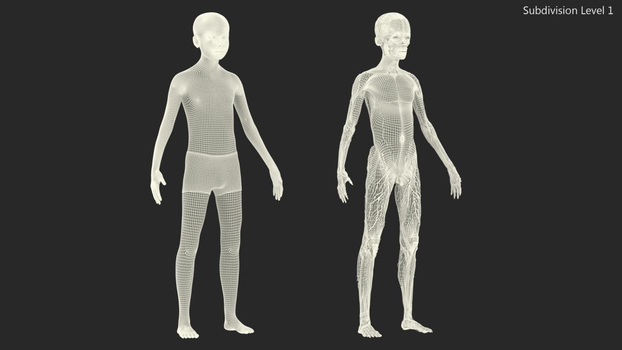 3D Young Man Full Body Anatomy Fur