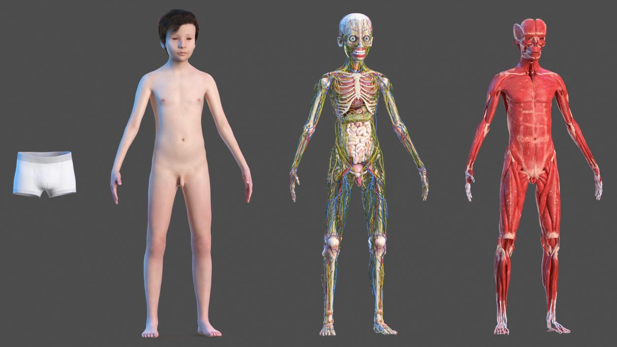 3D Young Man Full Body Anatomy Fur