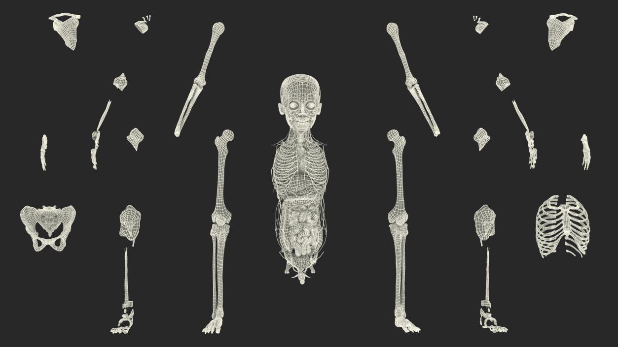 3D Young Man Full Body Anatomy Fur