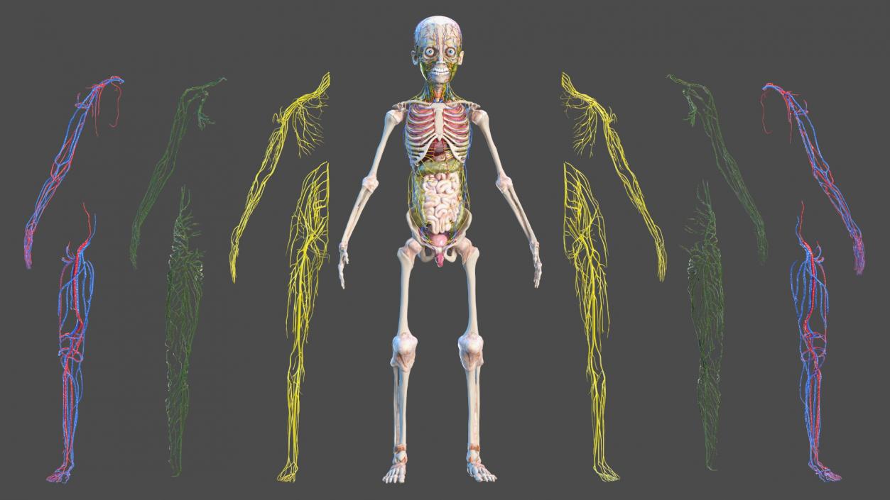 3D Young Man Full Body Anatomy Fur