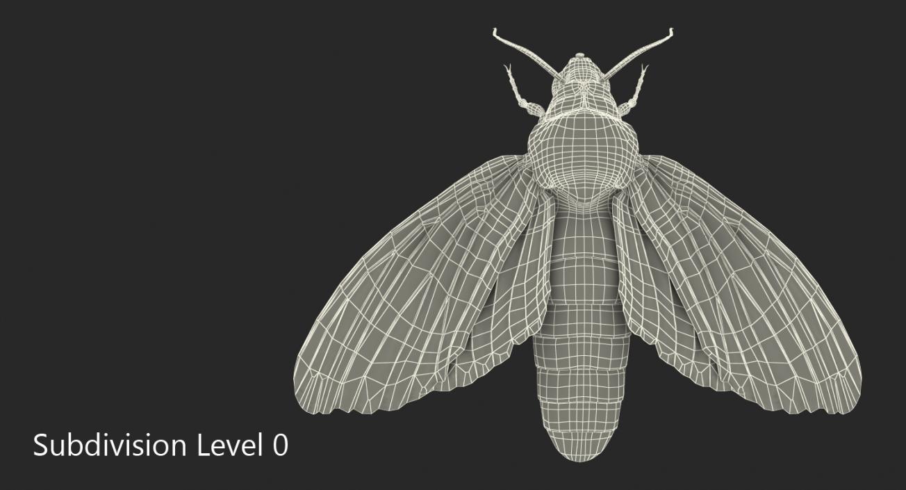 Deaths Head Hawkmoth with Fur 3D model